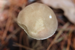 Leccinellum albellum