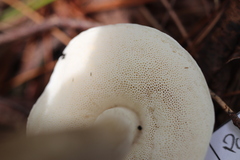 Leccinellum albellum