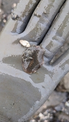 Pseudoceros canadensis