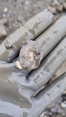 Pseudoceros canadensis