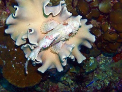 Scorpaenopsis oxycephalus