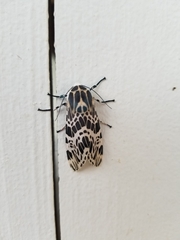 Hypercompe nemophila