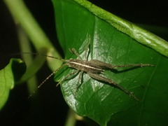 Macropathinae