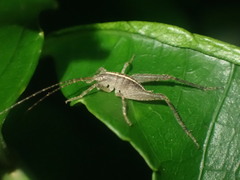 Macropathinae