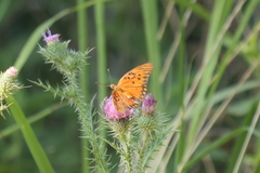 Dione vanillae maculosa