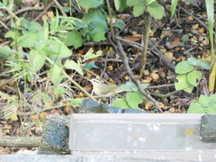 Helmitheros vermivorum