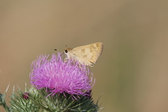 Polites vibex catilina