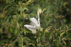 Bauhinia forficata
