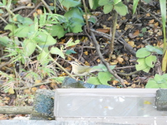 Helmitheros vermivorum