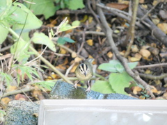Helmitheros vermivorum