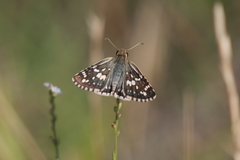 Burnsius orcynoides