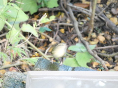 Helmitheros vermivorum