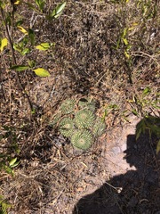 Mammillaria karwinskiana