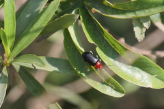 Cacoscelis nigripennis