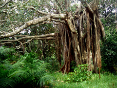 Ficus macrophylla columnaris