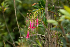 Bejaria