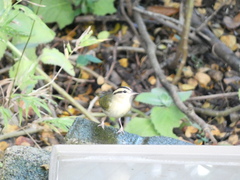 Helmitheros vermivorum