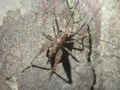 Macropathinae