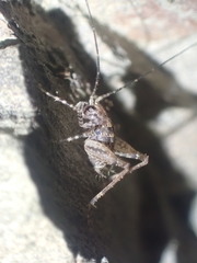 Macropathinae