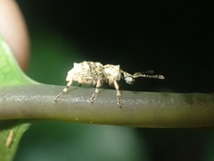 Brachyolus punctatus