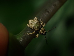 Brachyolus punctatus