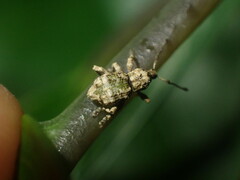 Brachyolus punctatus