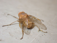Ormia
