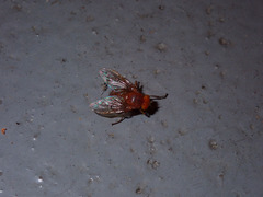 Ormia