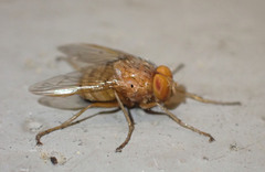 Ormia
