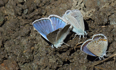 Polyommatus pierceae