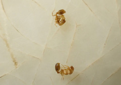 Solenopsis molesta