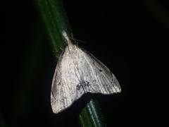 Clepsicosma iridia