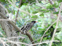 Turdus aurantius