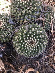 Mammillaria karwinskiana