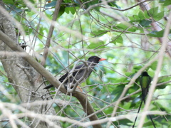 Turdus aurantius