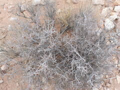 Coleogyne ramosissima