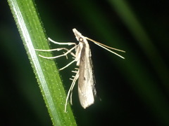 Clepsicosma iridia