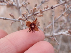 Coleogyne ramosissima