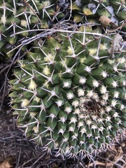 Mammillaria karwinskiana