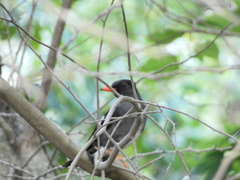 Turdus aurantius