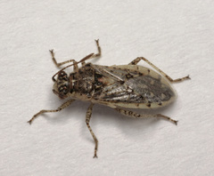 Brachycarenus tigrinus