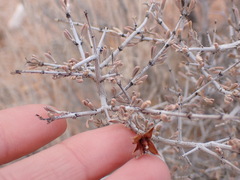 Coleogyne ramosissima