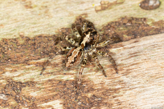 Asaphobelis physonychus