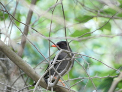 Turdus aurantius