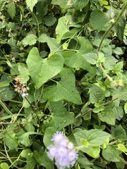 Aristolochia littoralis