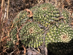 Mammillaria karwinskiana