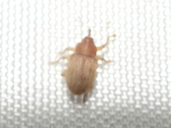 Lignyodes helvolus