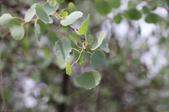 Populus pruinosa