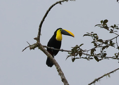 Ramphastos brevis
