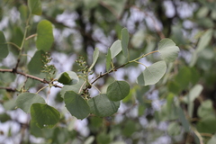 Populus pruinosa